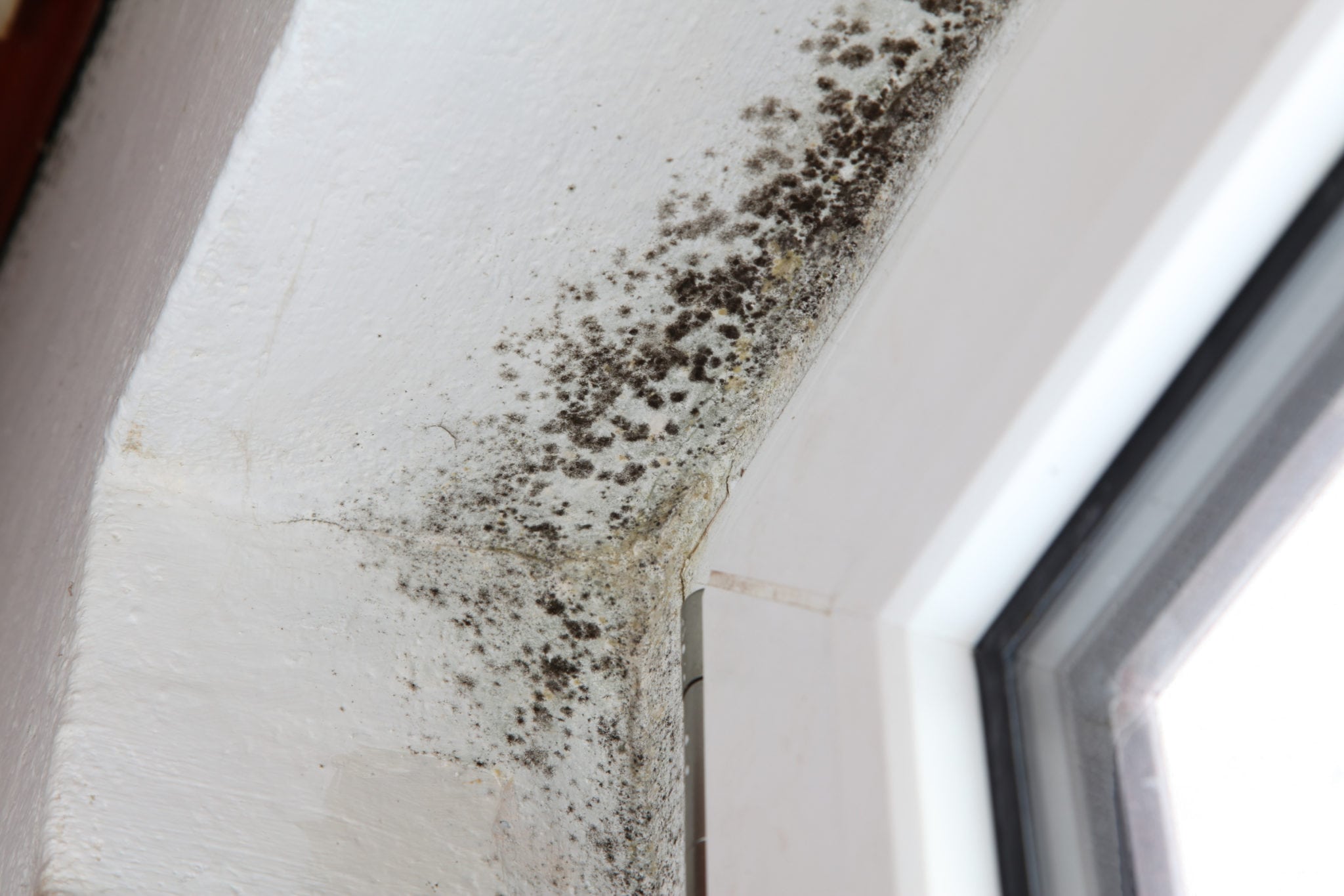 Mold in a corner beside a window